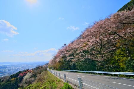 Cherry Blossoms. Yashima Skyway in Spring( Takamatsu City, Kagawa Prefecture)の写真素材