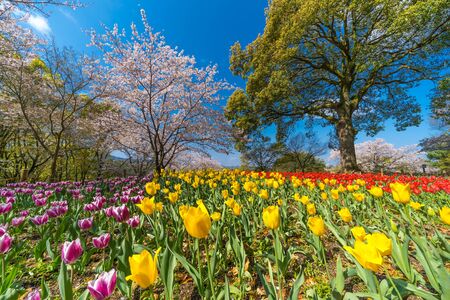 Cherry blossoms and tulipsの写真素材