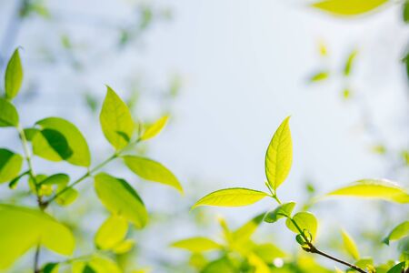 Fresh greenの写真素材