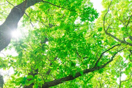 Fresh green. Sunbeamsの写真素材