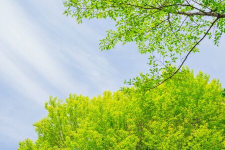 Fresh green. Spring Skyの写真素材