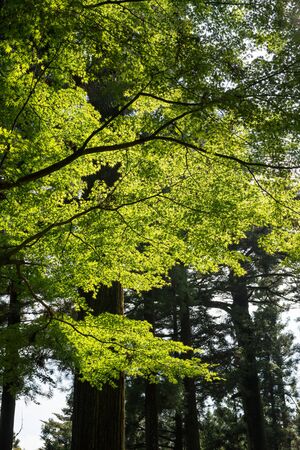 Maples through the lightの写真素材