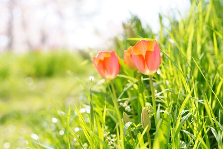 Tulipsの写真素材