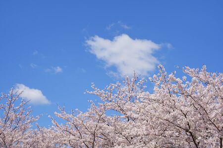 Cherry Blossoms. Blue sky and clouds backgroundの写真素材