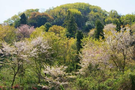 Spring Mountain Patternの写真素材