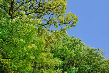 Fresh greenの写真素材
