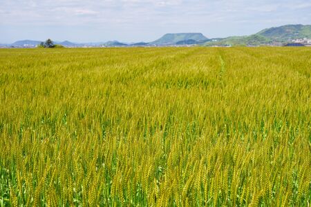 Wheat fields Kagawa Prefecture, Yashima in the distanceの写真素材