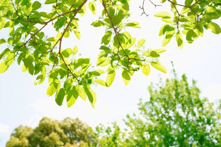 Fresh greenの写真素材
