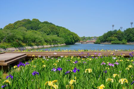 Iris Flower (Kikaku Park in Kagawa Prefecture)の写真素材