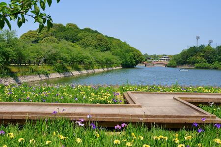 Iris Flower (Kikaku Park in Kagawa Prefecture)の写真素材