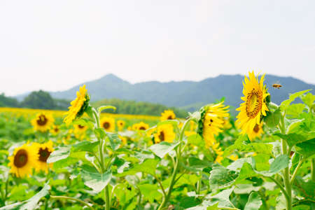 Sunflower field (Kagawa Prefecture. Mannou town)の写真素材