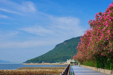Oleander. Yashima(Takamatsu City, Kagawa Prefecture)の写真素材