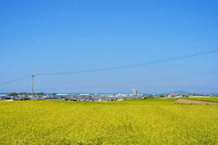 Inada at harvest time. Seto Inland Sea in the distance(Kanonji City, Kagawa Prefecture)の写真素材
