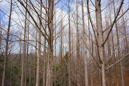 winter metasequoia forestの写真素材