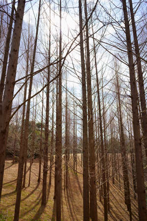 winter metasequoia forestの写真素材