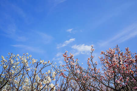 ume blossom. Early spring skyの写真素材