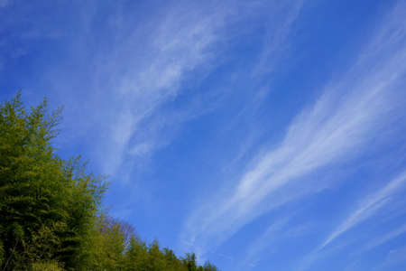 Early spring sky. Bamboo forestの写真素材