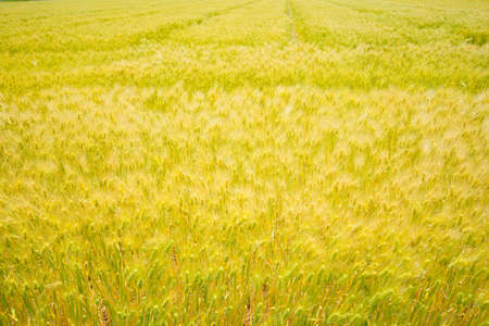 Wheat fieldsの写真素材