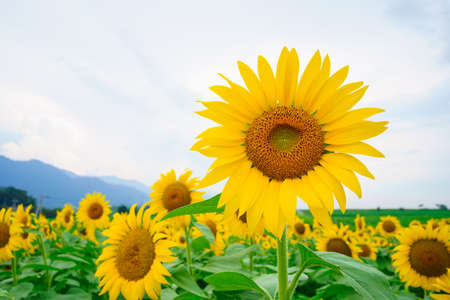 Sunflower field (Kagawa Prefecture. Mannou town)の写真素材