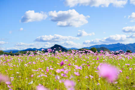 Autumn Cherry Blossoms(Sanuki City, Kagawa Prefecture)の写真素材