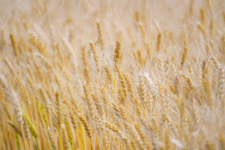 Wheat fieldsの写真素材