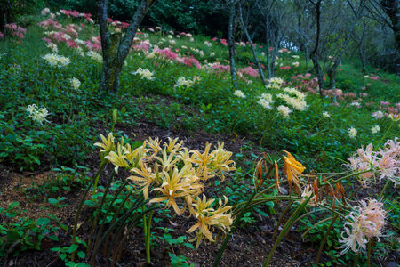 cluster amaryllis(Sanuki City, Kagawa Prefecture)の写真素材