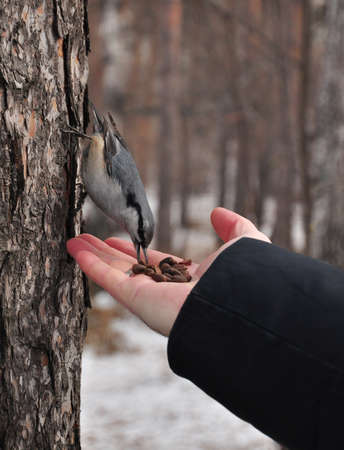 Man feeding small winter bird out of handの写真素材