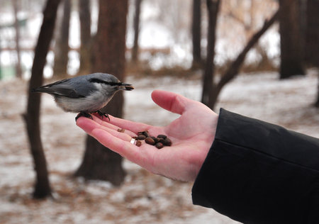 Man feeding small winter bird out of handの写真素材