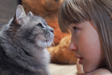 The child, a girl, looking at the cat. The face and muzzle cat largly. Grey Cat with green eyes. Bright girl with brown eyes. Child and animalの写真素材