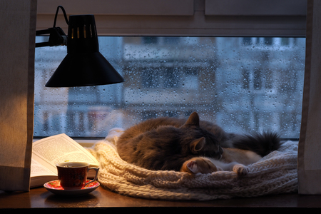 Cats in the window. Outside, rain, water drops on the glass. Twilight, included a desk lamp. It should be a cup with a drinkの写真素材