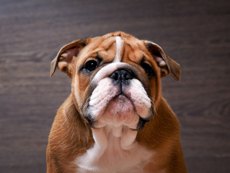 English bulldog puppy. Portrait. Muzzle close. Puppy 3 months. Background woodの写真素材