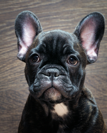 French bulldog puppy. Puppy black. Big dog muzzle. Thoroughbred elite puppyの写真素材