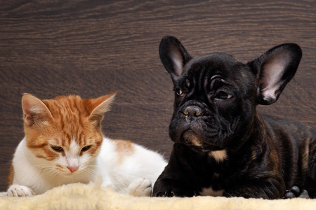 Friendship of cat and dog. Kitten white with red. Dog French Bulldog puppy. The dog is black. Relationship dog and cat. animal Friendshipの写真素材