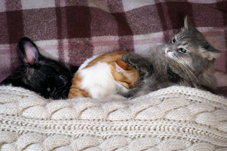 Two cats and a dog sleeping together on the bed under the blanketの写真素材