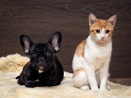 Cat and dog together. Kitten white with red. The dog french bulldog puppy. Black Dog. Background wood.の写真素材