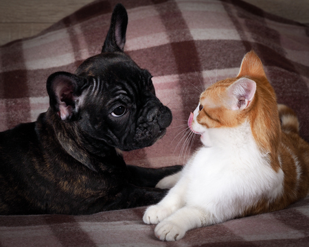 Friendship, love cats and dogs. Black Dog Bulldog, white catの写真素材