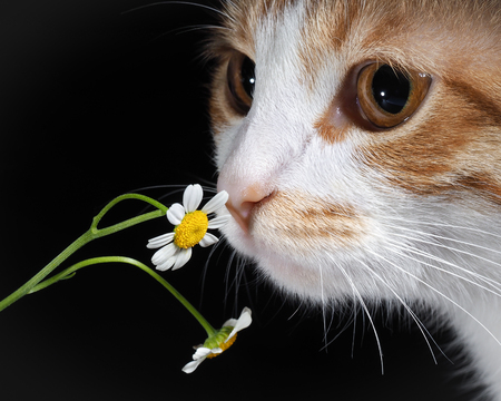 Cat smelling a daisy. Nose cats and flowers close. The cat is white with redの写真素材