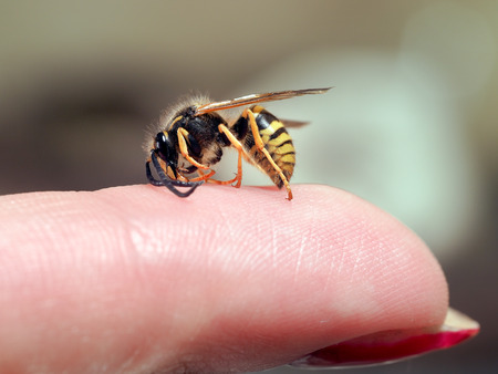 Insect wasp on a female finger. macroの写真素材