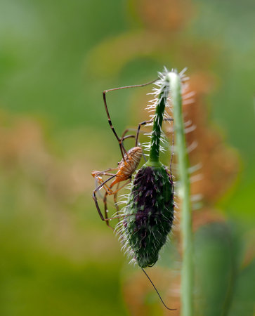 Daddy Long-legs Spider - Side view of a daddy long-legs spider (also called Harvestmen, Granddaddy...
