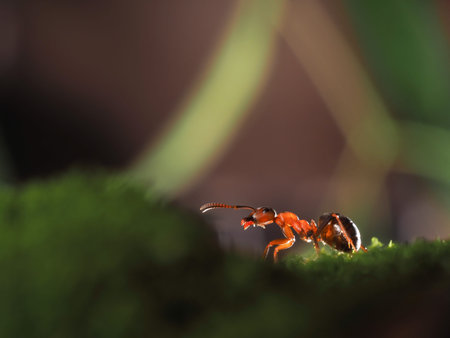 Pretty redhead, wood ant standing on a moss. macro