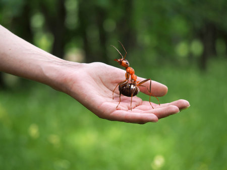 Huge beautiful ant on a female hand on a background of green forest. The concept of nature protection, forest, environment, ecologyの写真素材