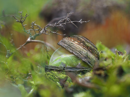 Transparent sphere with plant inside a cocoon of wood in the forest, under the lichen. The concept...