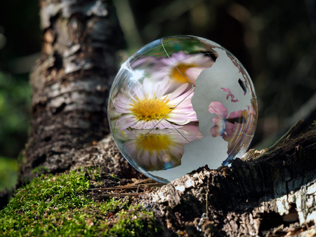 Transparent bowl and reflection beautiful flower in the green forest. Glass - a material, concepts and themes, relaxation, meditation, tranquility, lifeの写真素材