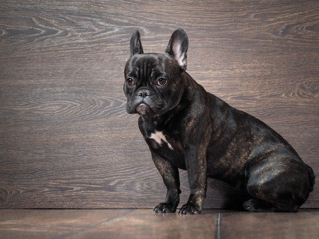 The poor, guilty puppy sitting on the floor near the wall. Dog black French bulldogの写真素材