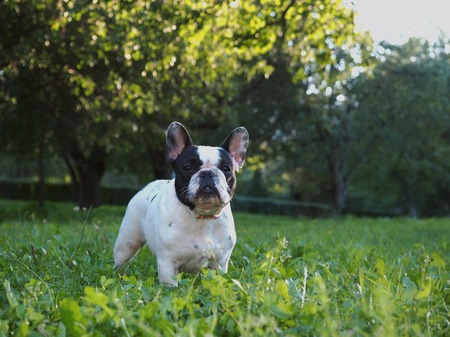 Funny and cute dog stands in the green grass. French Bulldogの写真素材