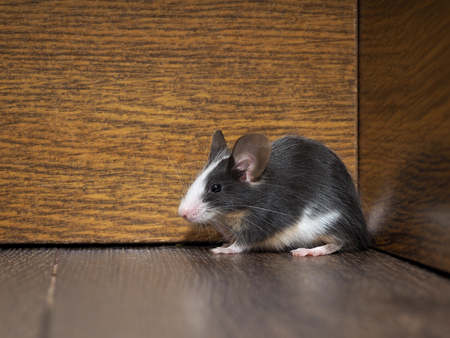 Gray-white furry mouse on the floor in the roomの写真素材
