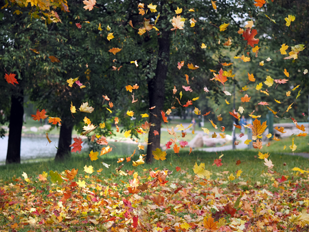 Falling autumn leaves. Park. Dry leaves of maple - red and yellowの写真素材