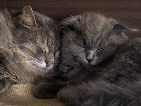 Cat And Kitten Are Sleeping Together Gray Cats Fluffy Lovely