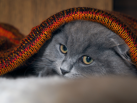 Cute kitten hiding under a knitted blanket. Funny gray catの写真素材