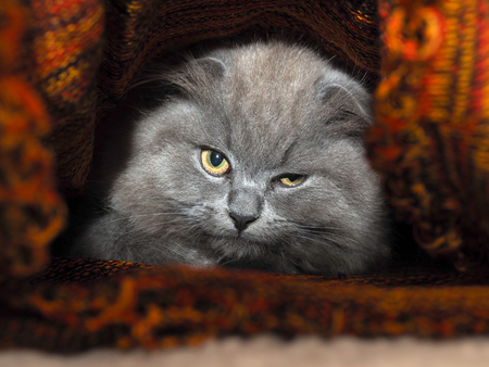 Cat hides under a knitted blanket. Cat gray, fluffyの写真素材